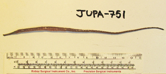 Kelp pipefish (Syngnathus californiensis)