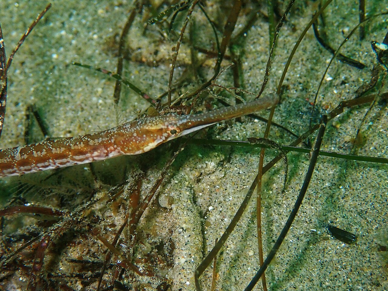 Kelp pipefish (Syngnathus californiensis)