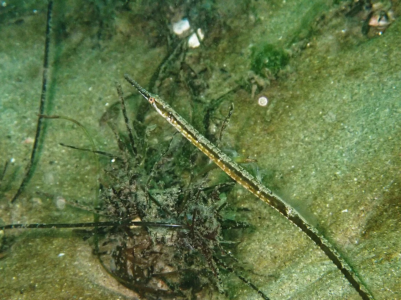 Kelp pipefish (Syngnathus californiensis)