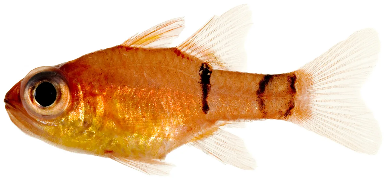 Belted cardinalfish (Apogon townsendi)