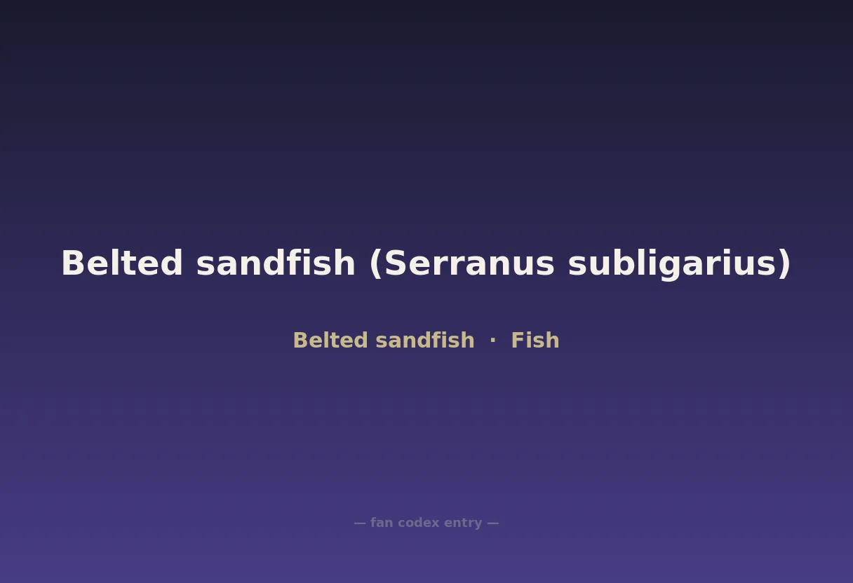 Belted sandfish (Serranus subligarius)
