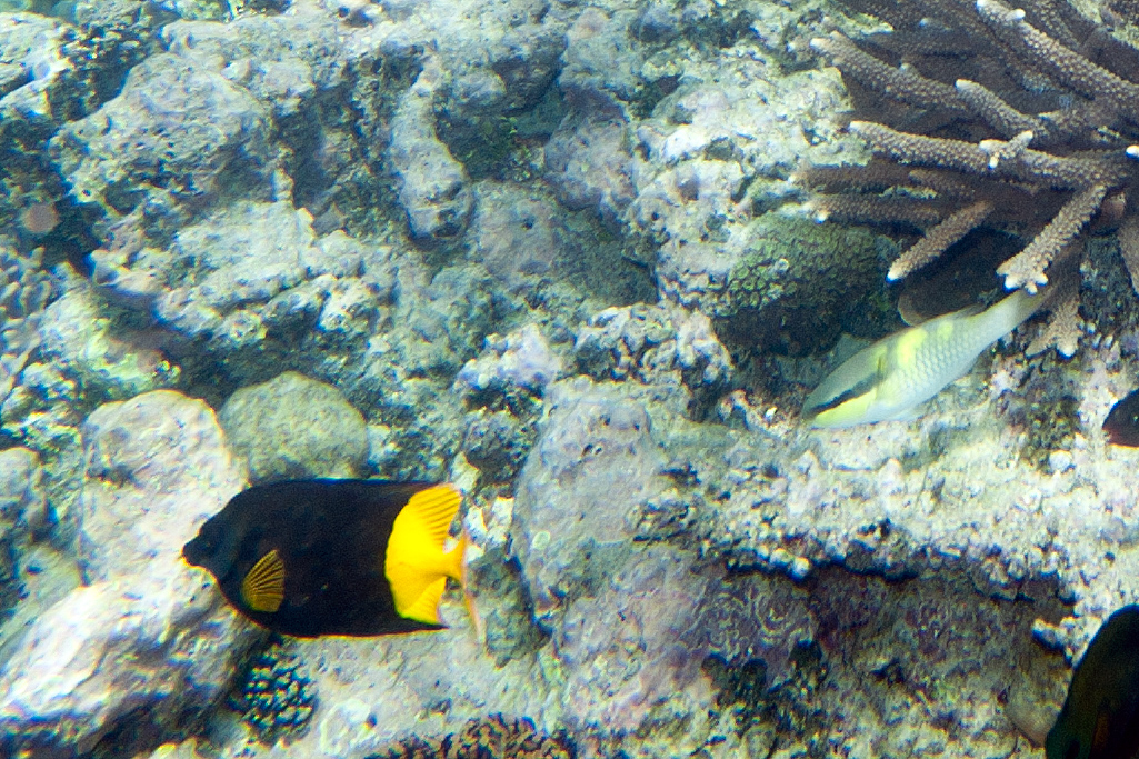 Bicolored foxface (Siganus uspi)