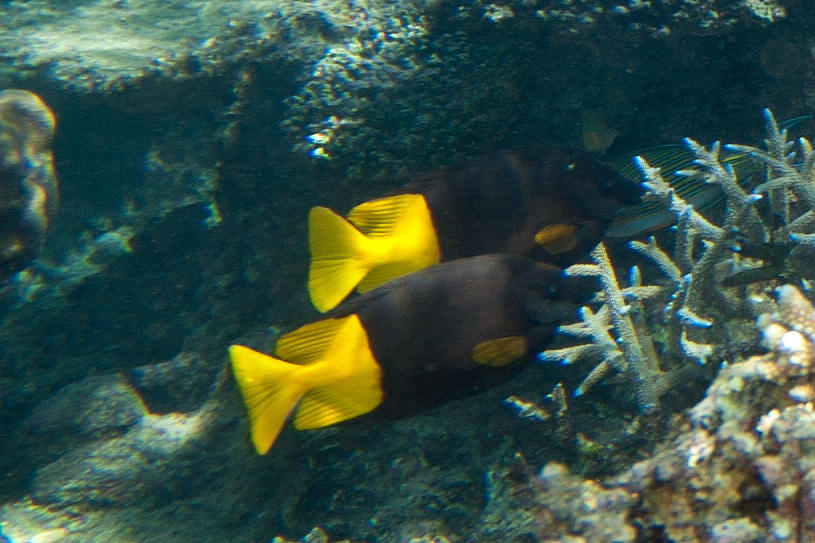 Bicolored foxface (Siganus uspi)