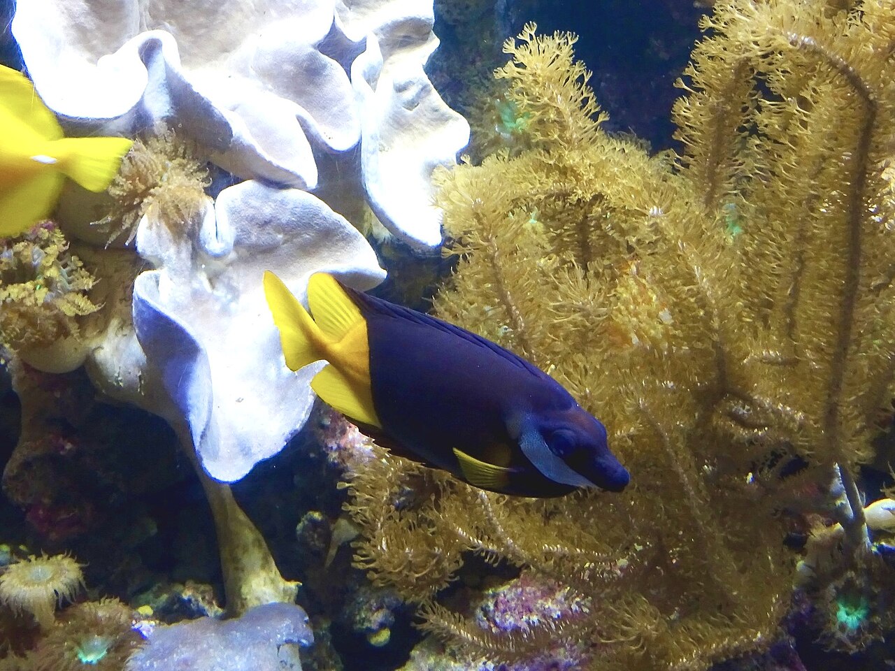 Bicolored foxface (Siganus uspi)