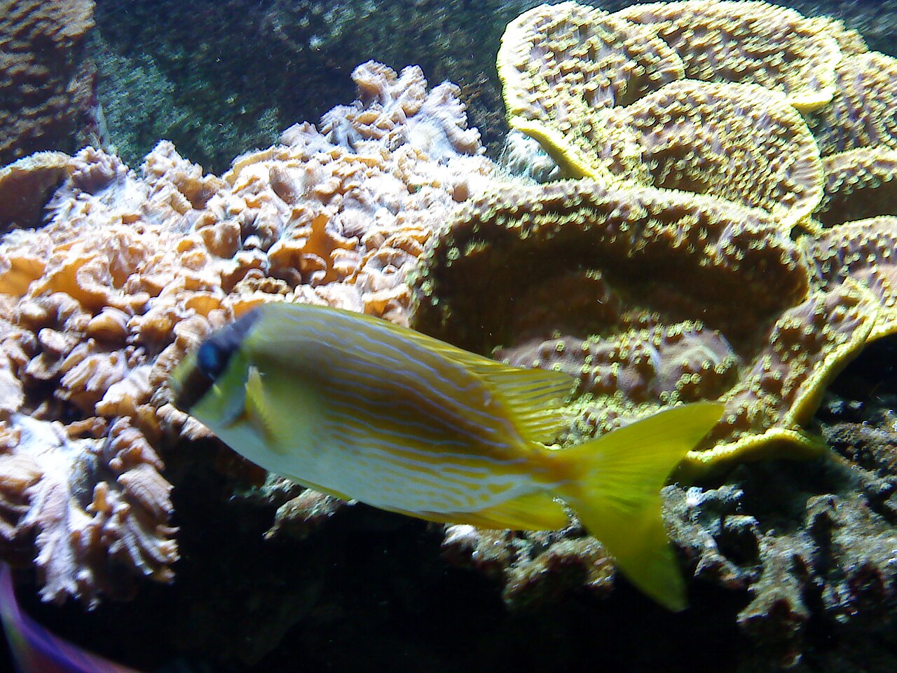Bicolored foxface (Siganus uspi)