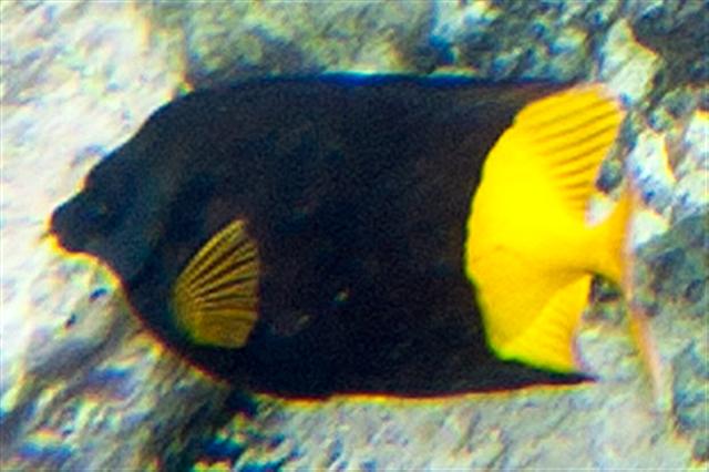 Bicolored foxface (Siganus uspi)