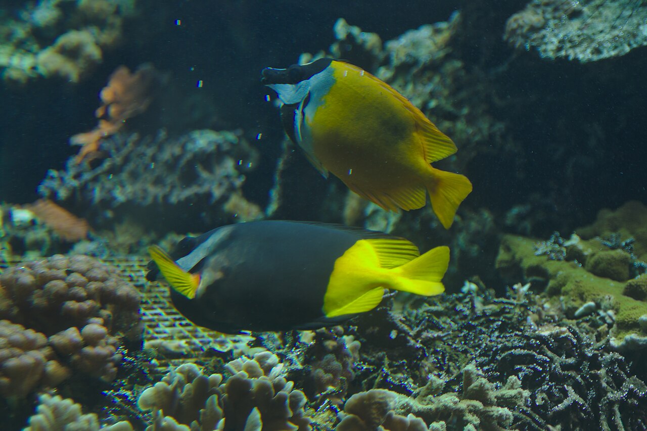 Bicolored foxface (Siganus uspi)