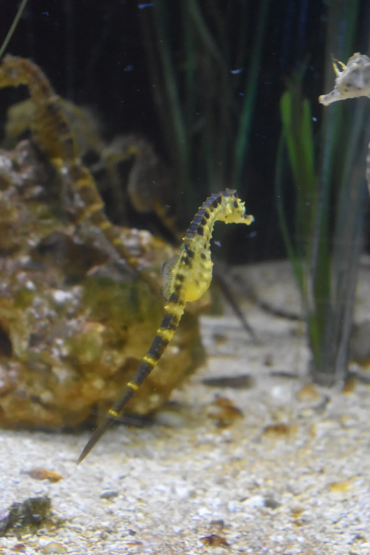 Big-belly seahorse (Hippocampus abdominalis)