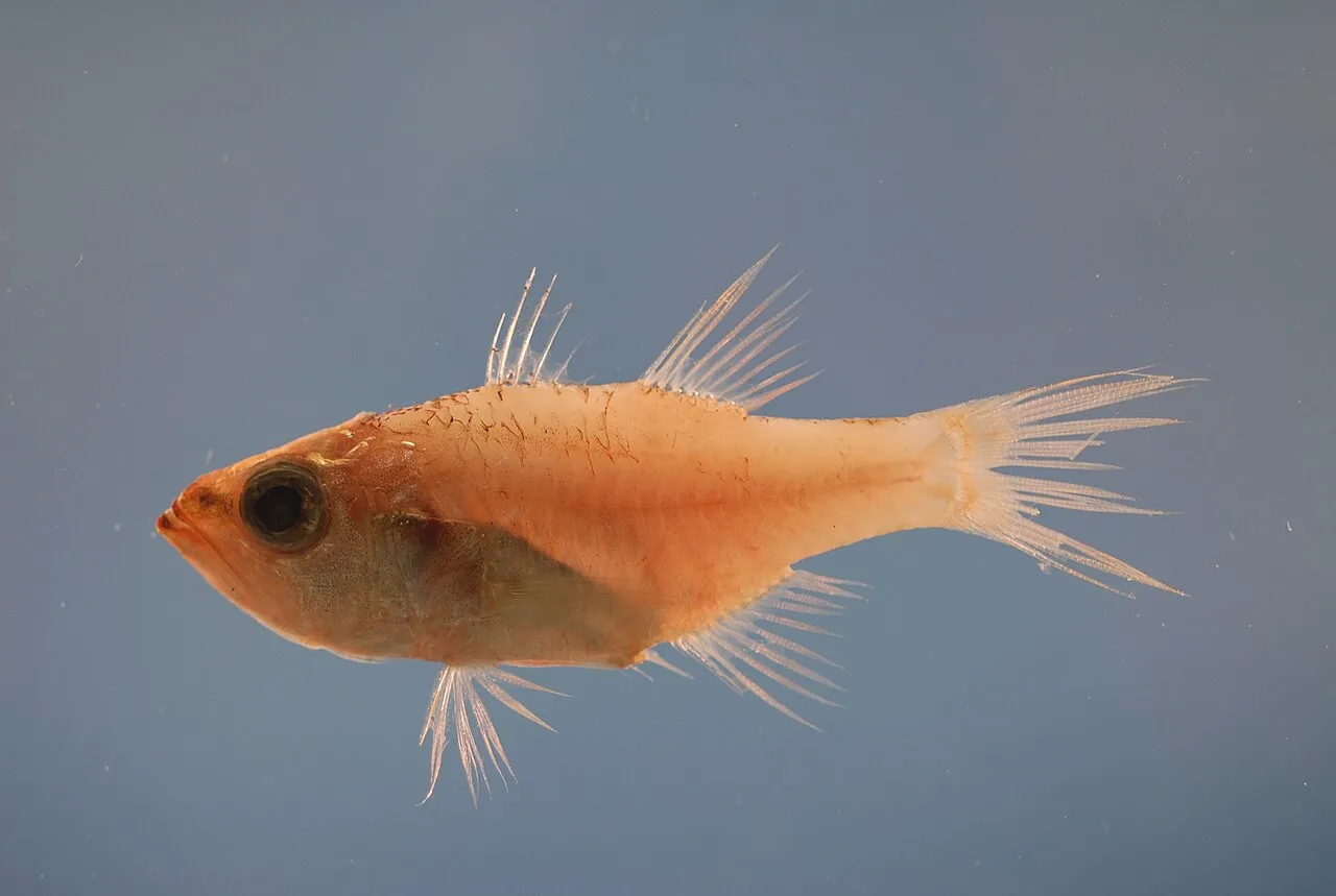 Bigtooth cardinalfish (Paroncheilus affinis)