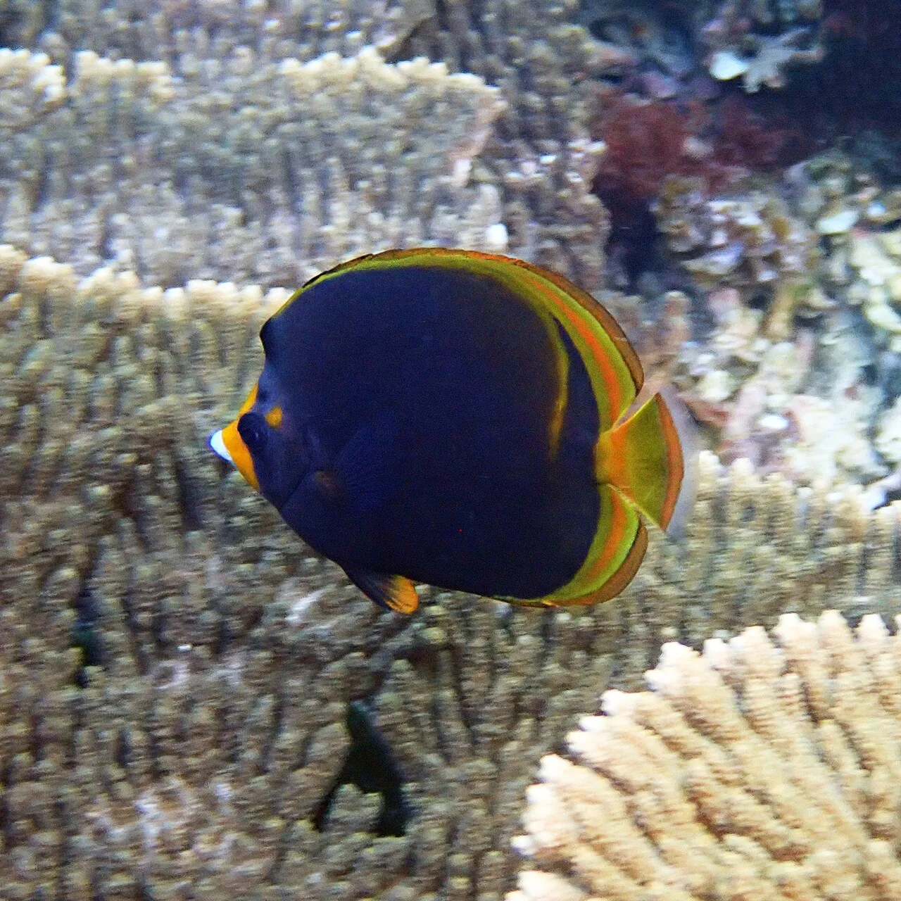 Black butterflyfish (Chaetodon flavirostris)