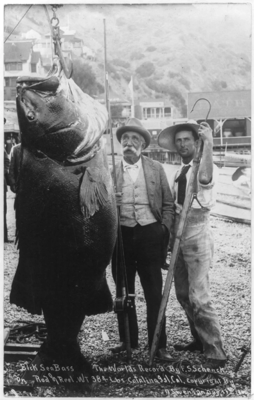 Where Black sea bass has been recorded