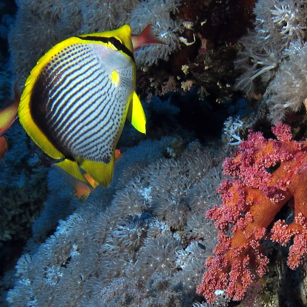 Blackback butterflyfish (Chaetodon melannotus)