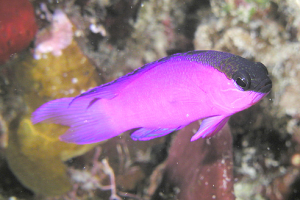 Blackcap basslet (Gramma melacara)