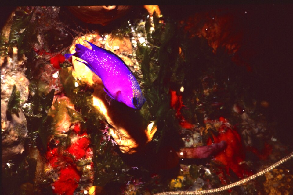 Blackcap basslet (Gramma melacara)