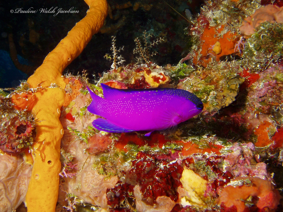 Blackcap basslet (Gramma melacara)