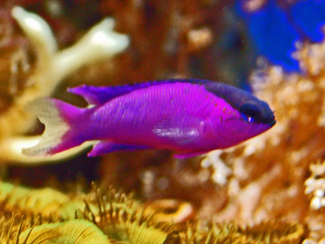 Blackcap basslet (Gramma melacara)