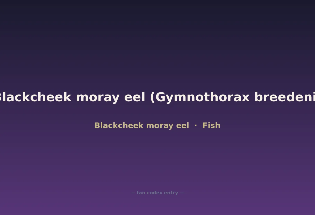 Blackcheek moray eel (Gymnothorax breedeni)