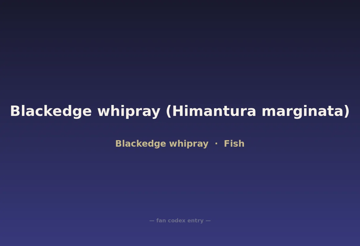 Blackedge whipray (Himantura marginata)