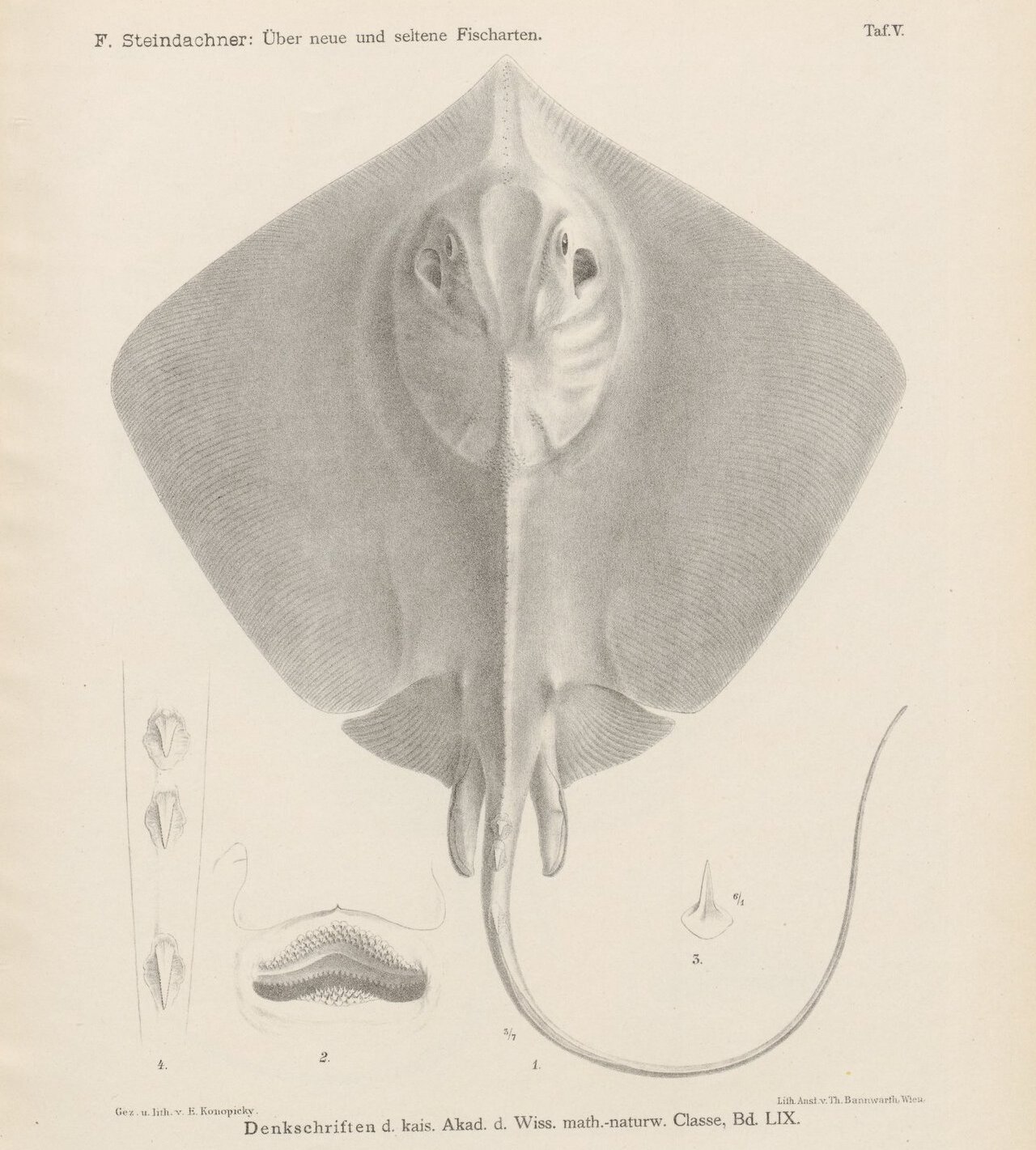 Blackish stingray (Hemitrygon navarrae)