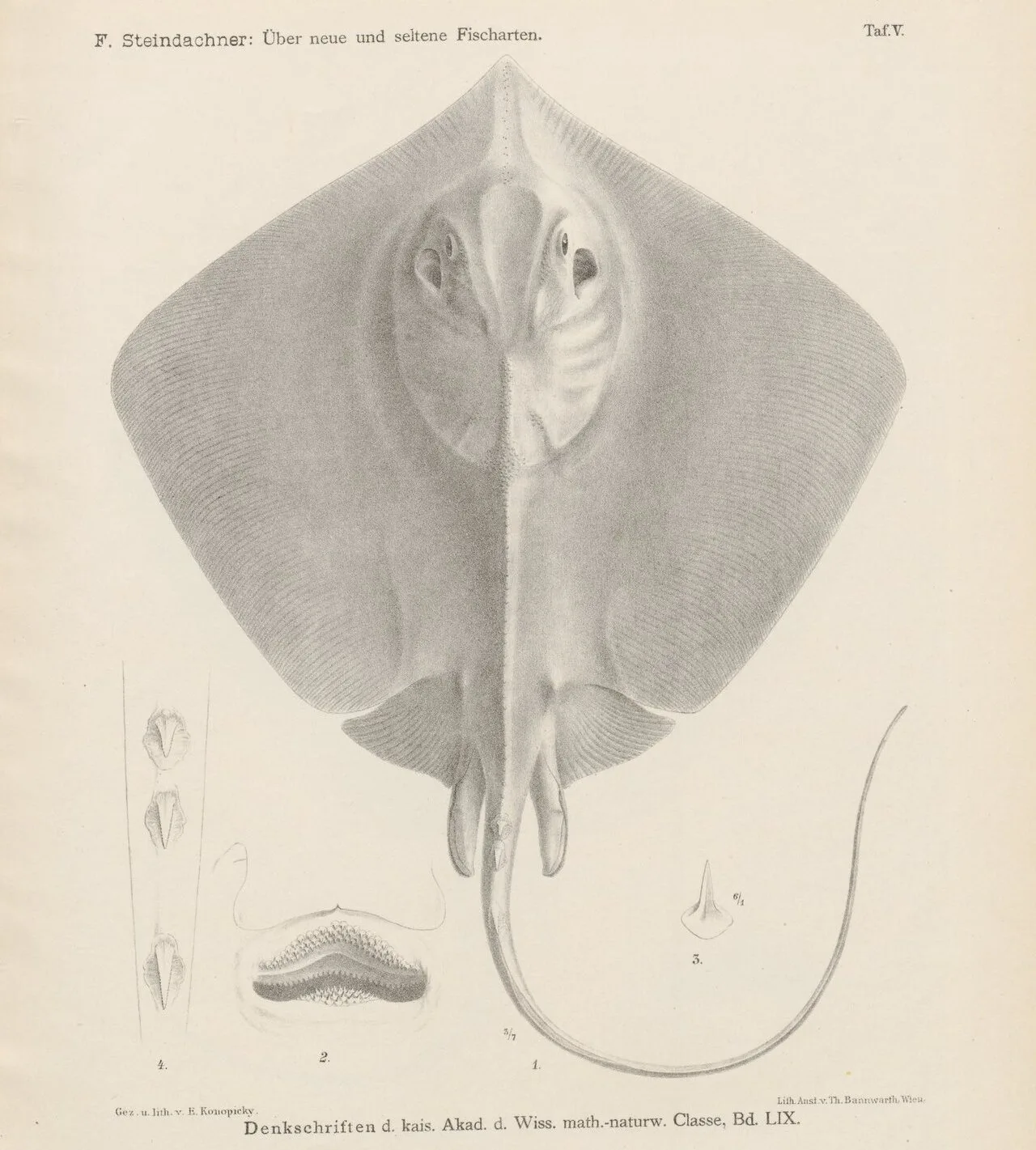 Blackish stingray (Hemitrygon navarrae)