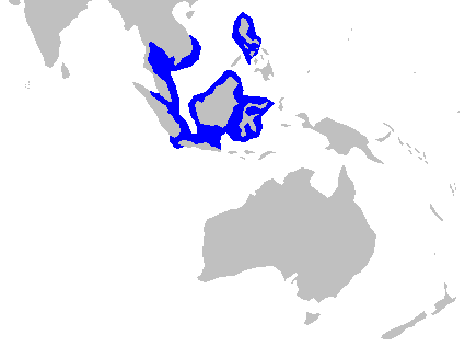 Blackspot shark (Carcharhinus sealei)