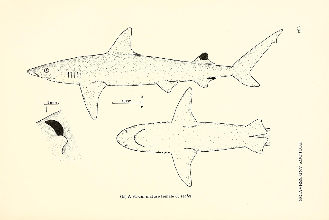 Blackspot shark (Carcharhinus sealei)