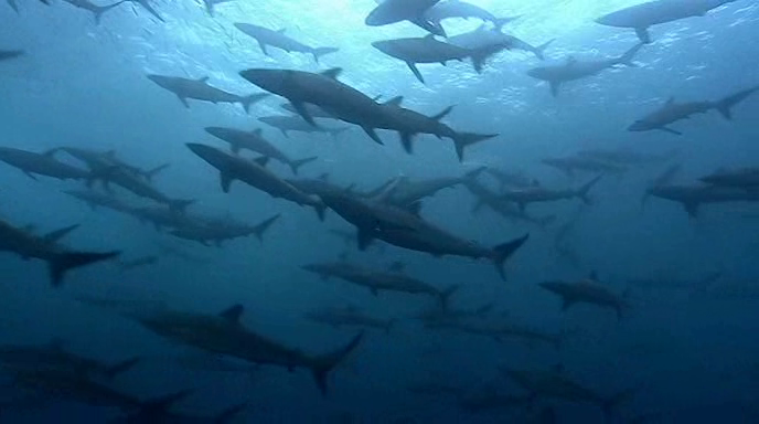 Blackspot shark (Carcharhinus sealei)