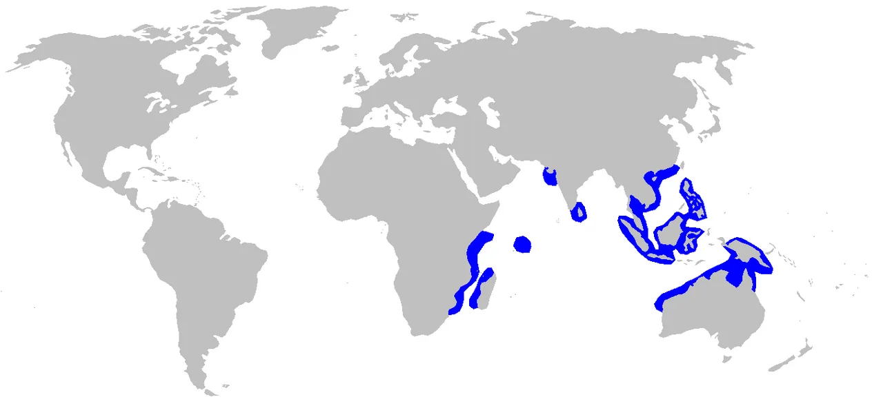 Blackspot shark (Carcharhinus sealei)