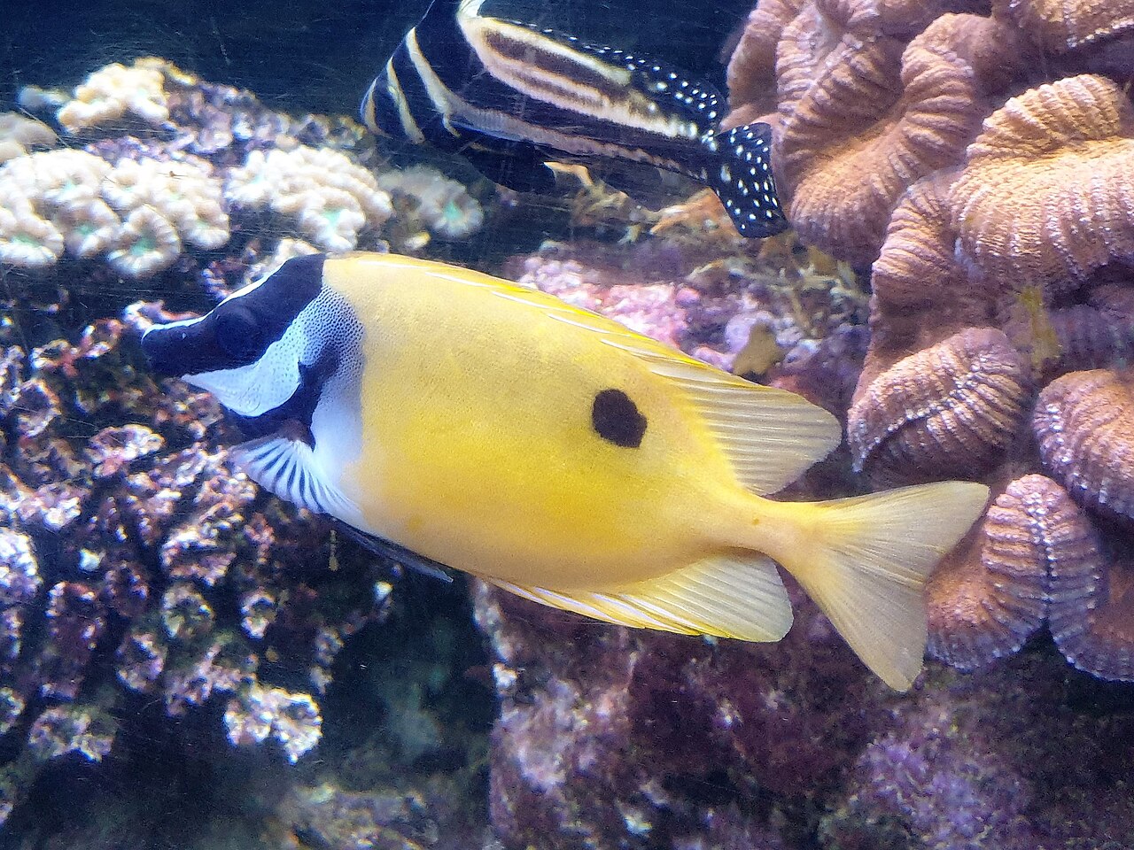 Blotched foxface (Siganus unimaculatus)