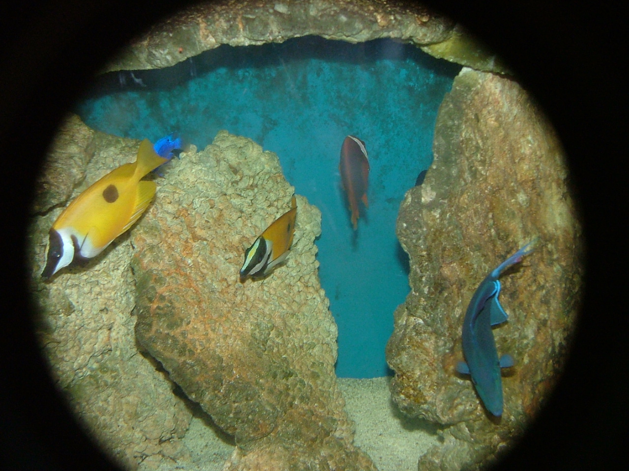Blotched foxface (Siganus unimaculatus)