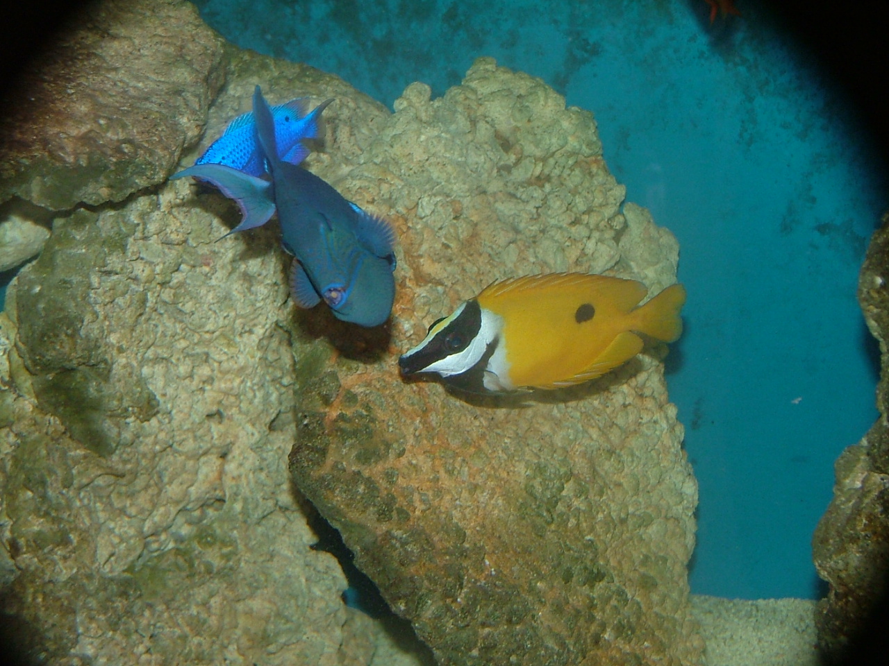 Blotched foxface (Siganus unimaculatus)