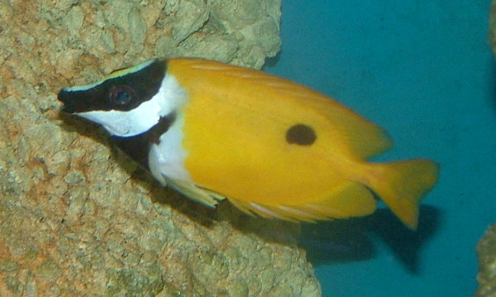 Blotched foxface (Siganus unimaculatus)