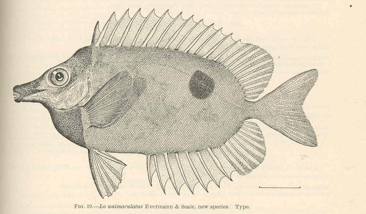 Blotched foxface (Siganus unimaculatus)