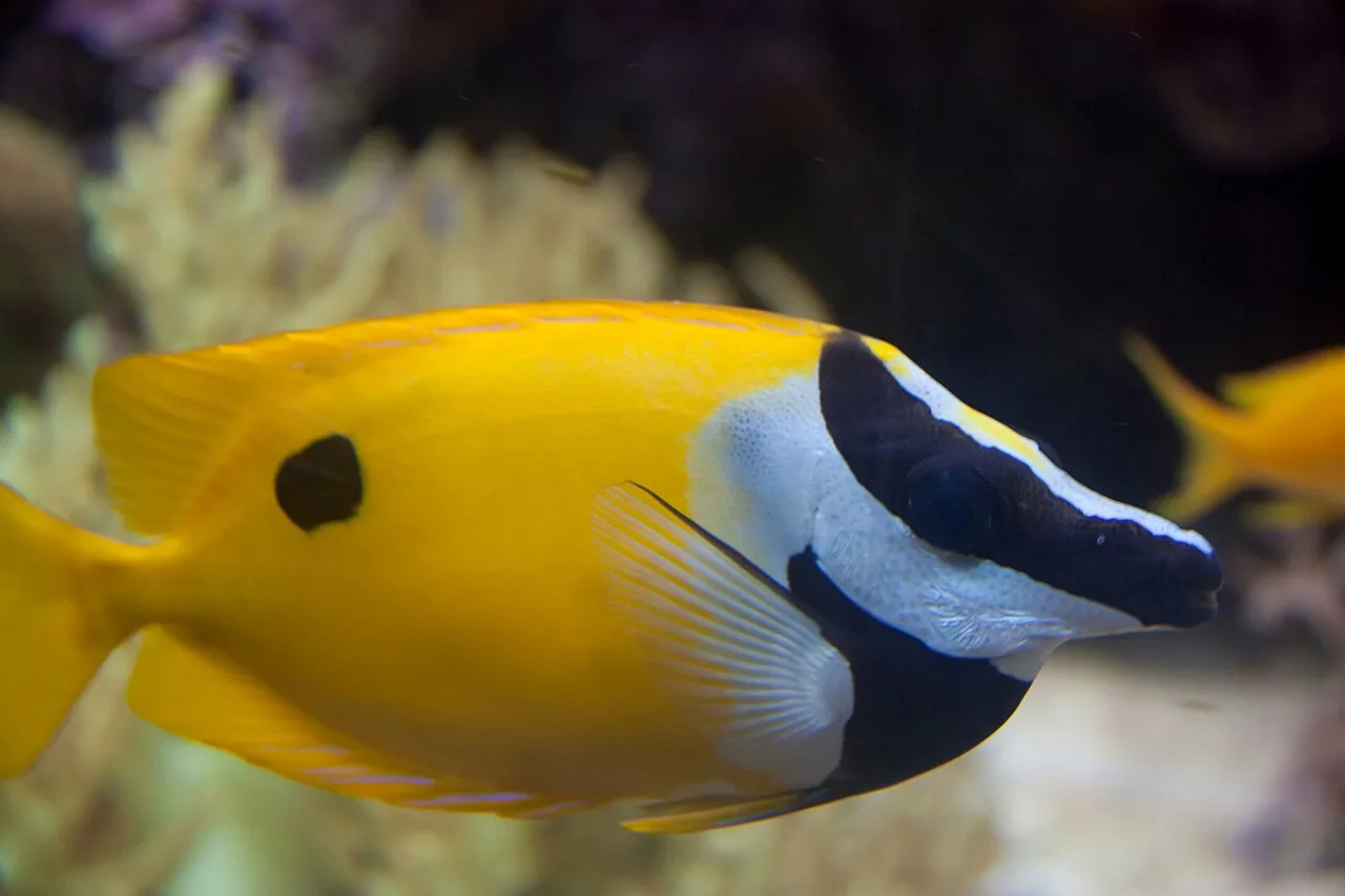 Blotched foxface (Siganus unimaculatus)