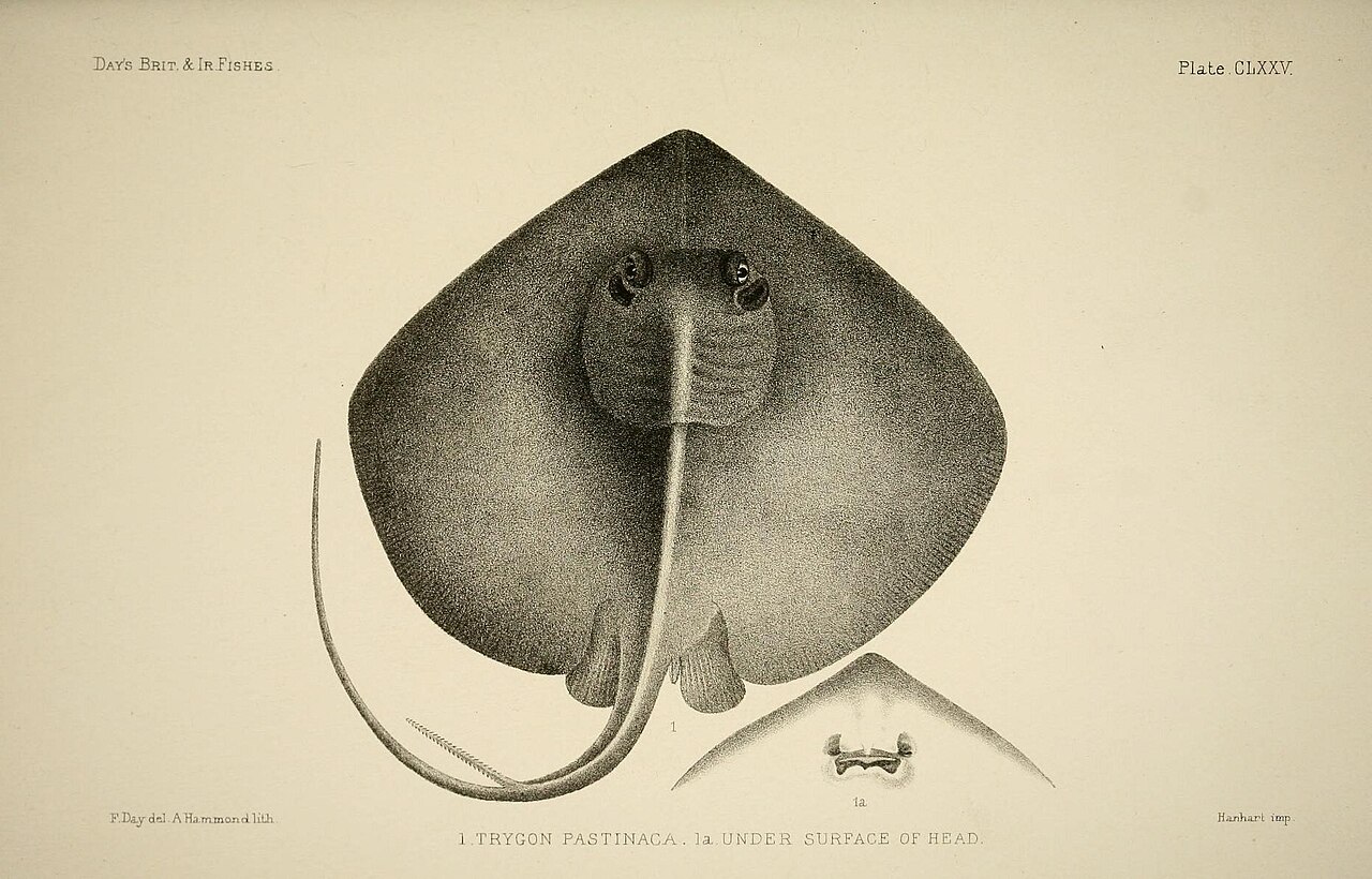 Blue stingray (Dasyatis chrysonota)