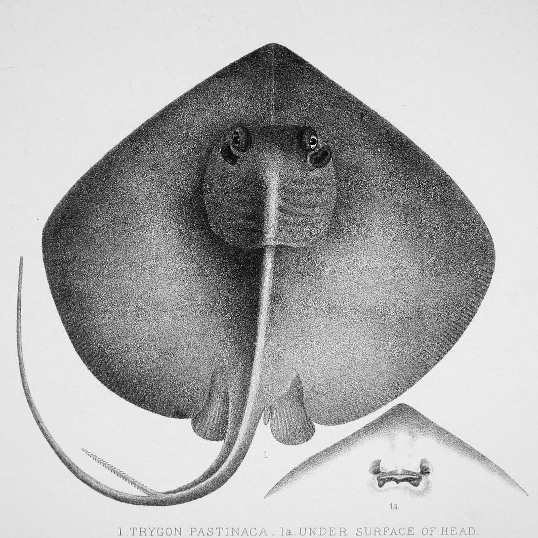 Blue stingray (Dasyatis chrysonota)