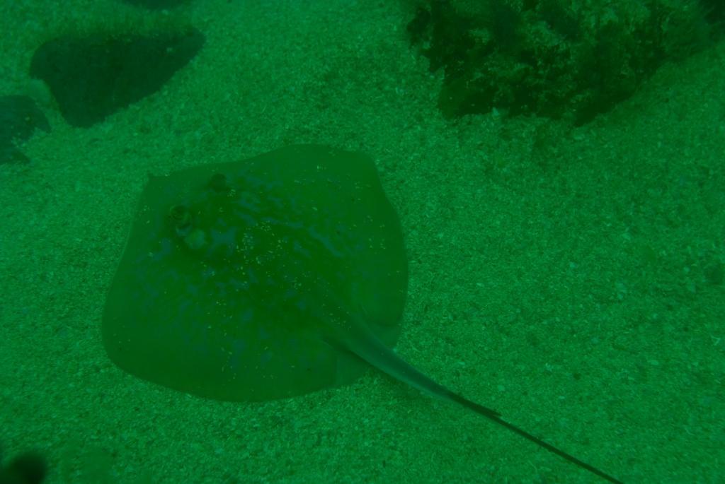 Blue stingray (Dasyatis chrysonota)
