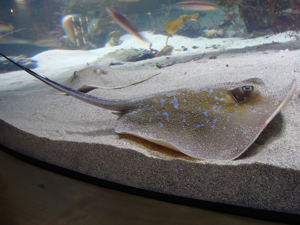 Blue stingray (Dasyatis chrysonota)