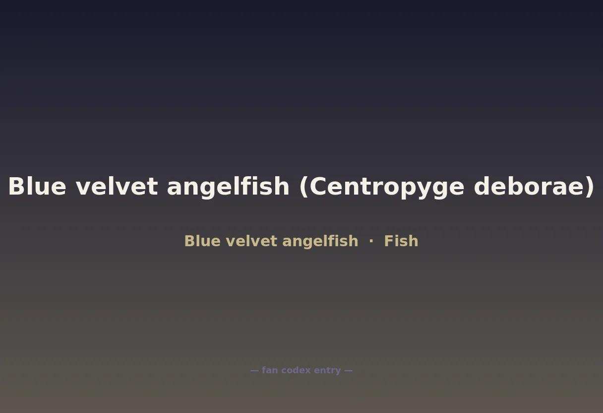 Blue velvet angelfish (Centropyge deborae)