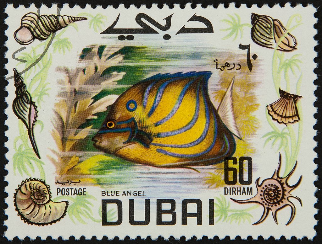 Bluering angelfish (Pomacanthus annularis)
