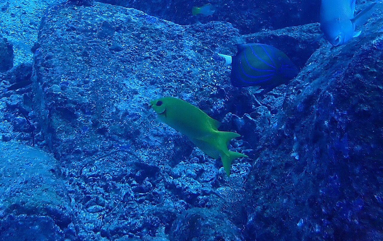 Bluering angelfish (Pomacanthus annularis)