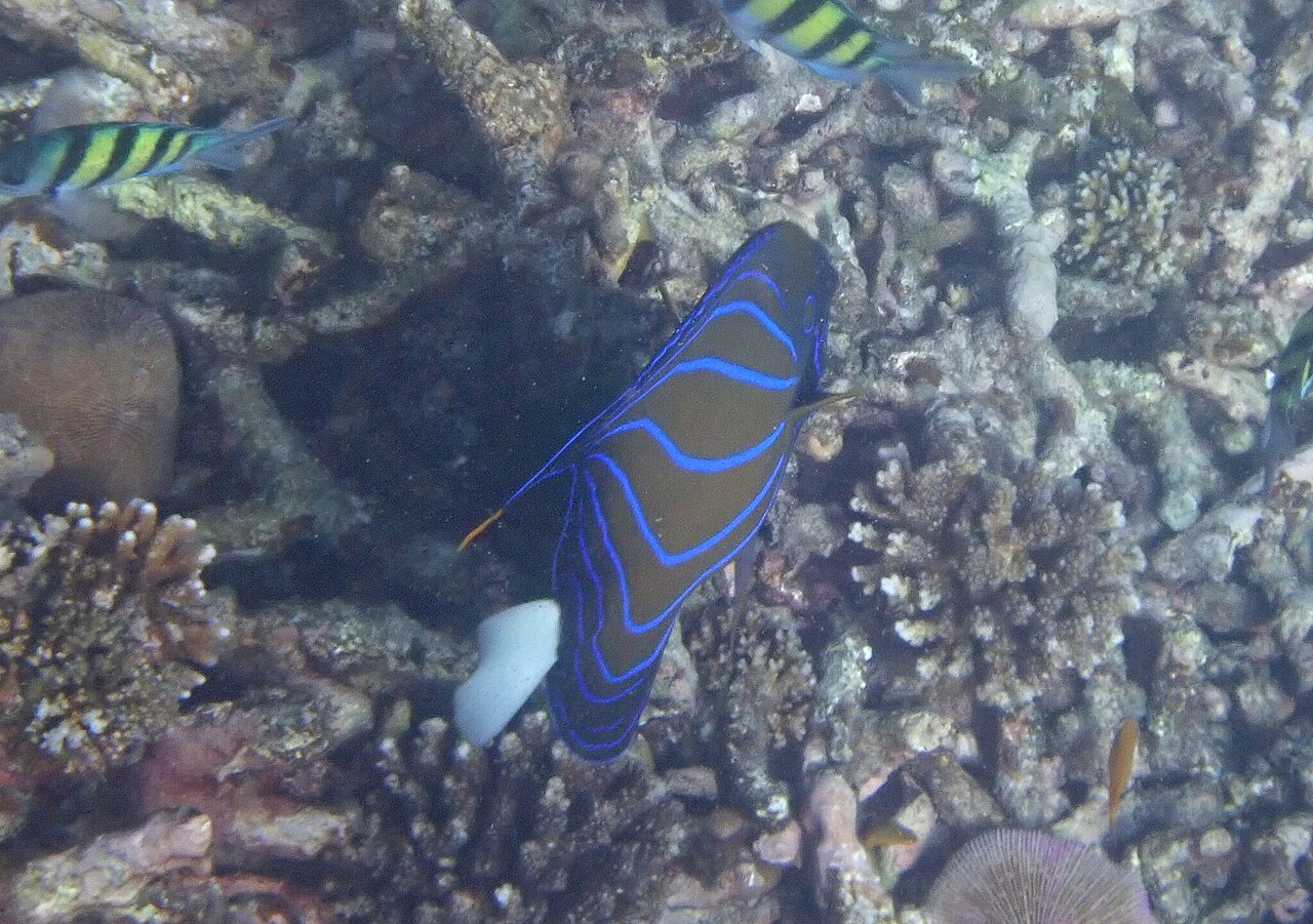 Bluering angelfish (Pomacanthus annularis)