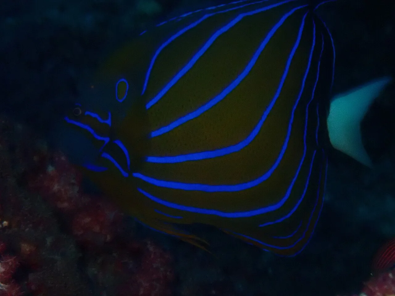 Bluering angelfish (Pomacanthus annularis)