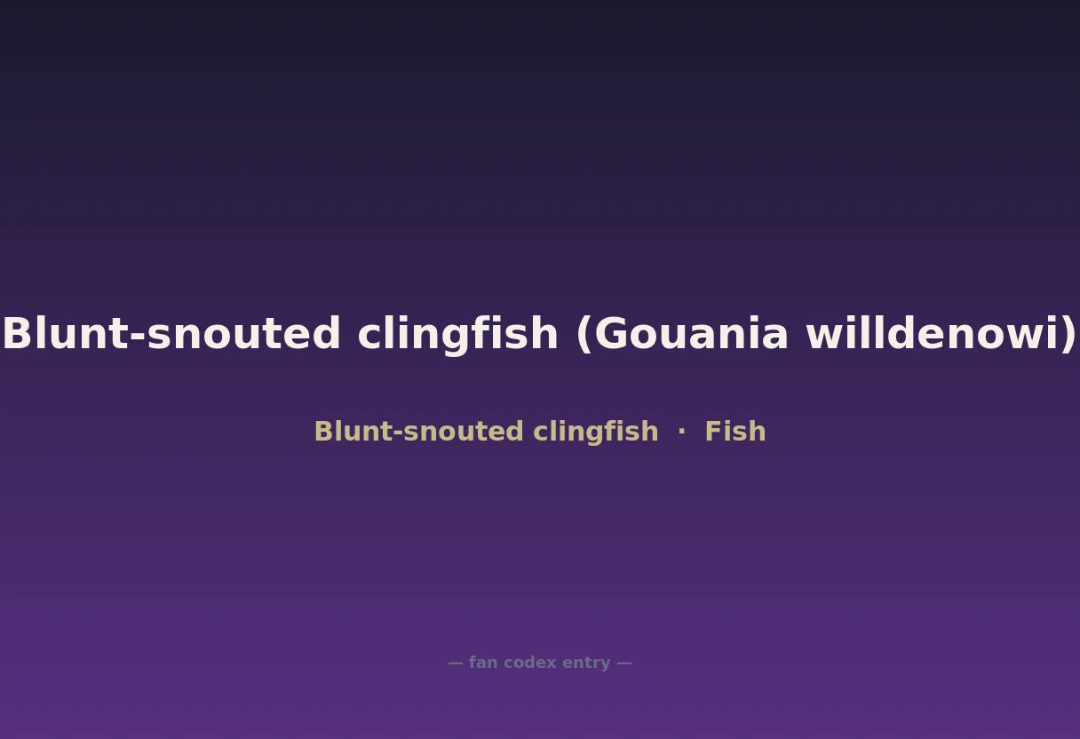 Blunt-snouted clingfish (Gouania willdenowi)