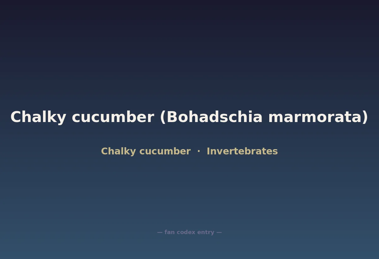 Chalky cucumber (Bohadschia marmorata)