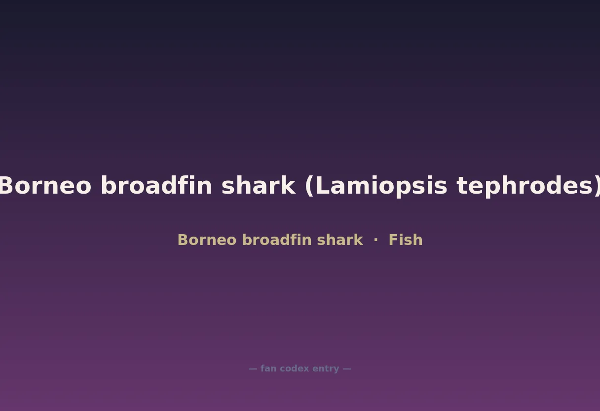 Borneo broadfin shark (Lamiopsis tephrodes)