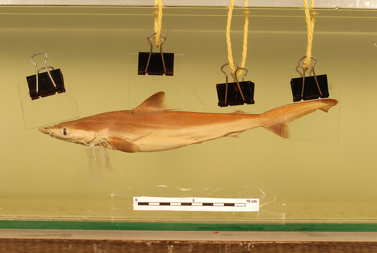 Borneo shark (Carcharhinus borneensis)