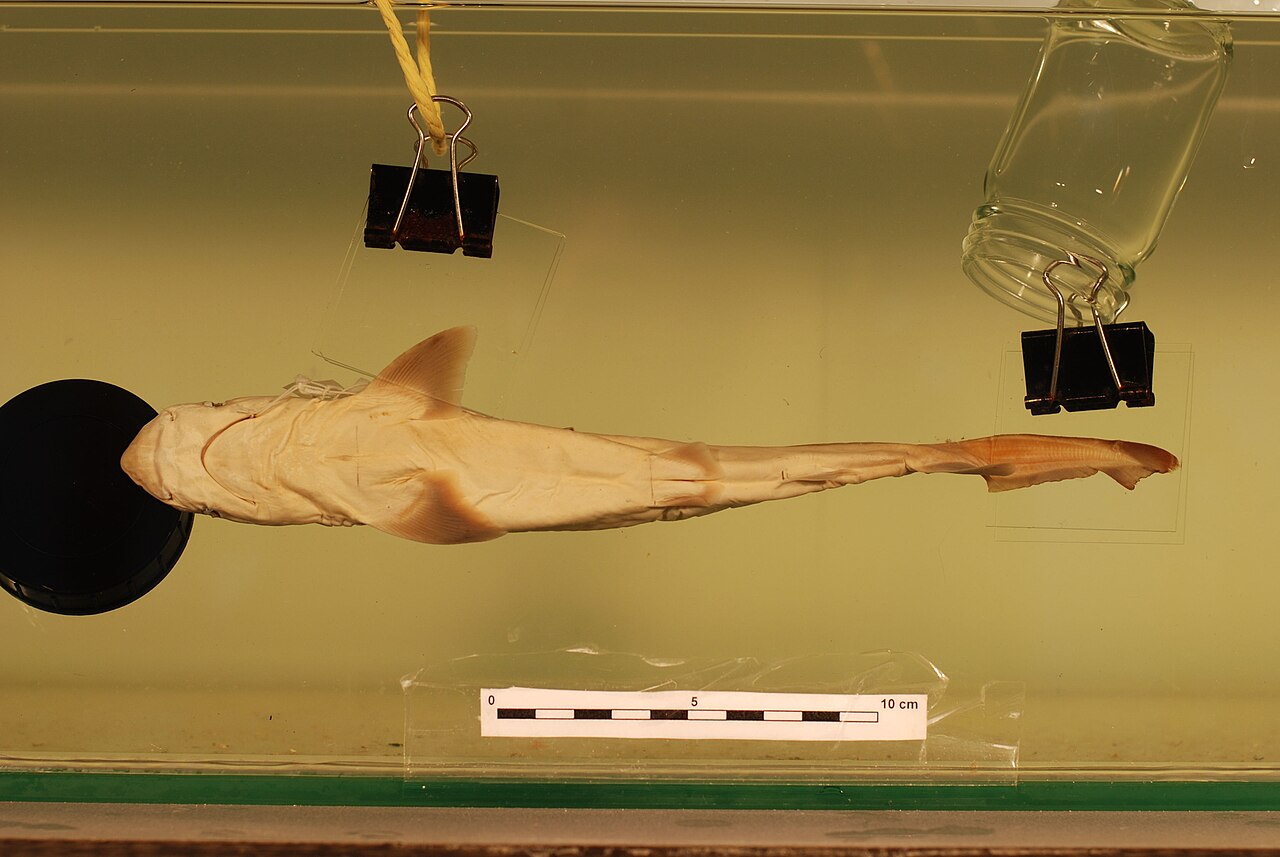Borneo shark (Carcharhinus borneensis)