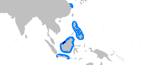 Borneo shark (Carcharhinus borneensis)