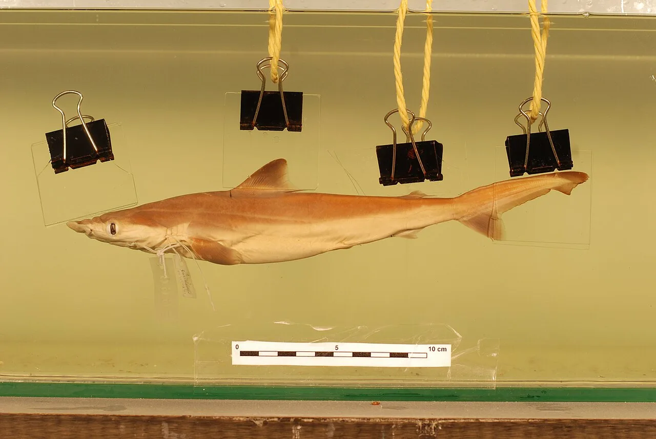 Borneo shark (Carcharhinus borneensis)